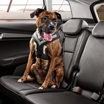 Dog seat belts